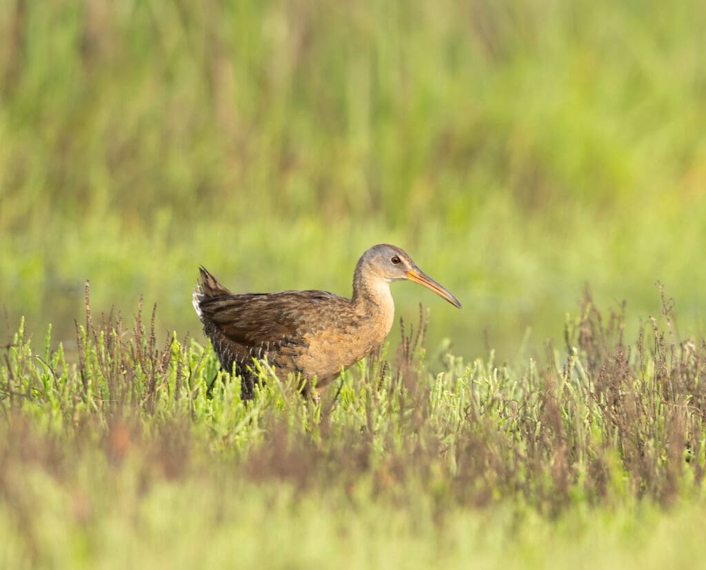 A Clapper Rail walks through grass