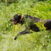 A dog being conditioned through exercise and training.