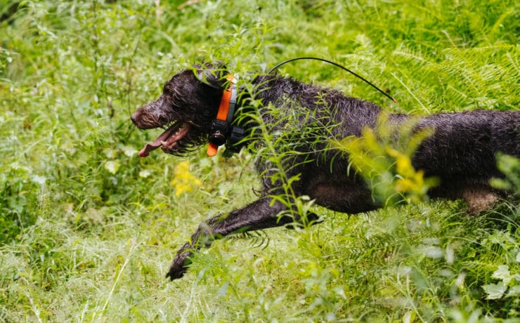 A dog being conditioned through exercise and training.