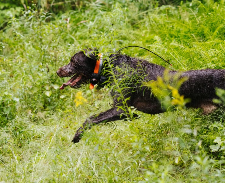 A dog being conditioned through exercise and training.