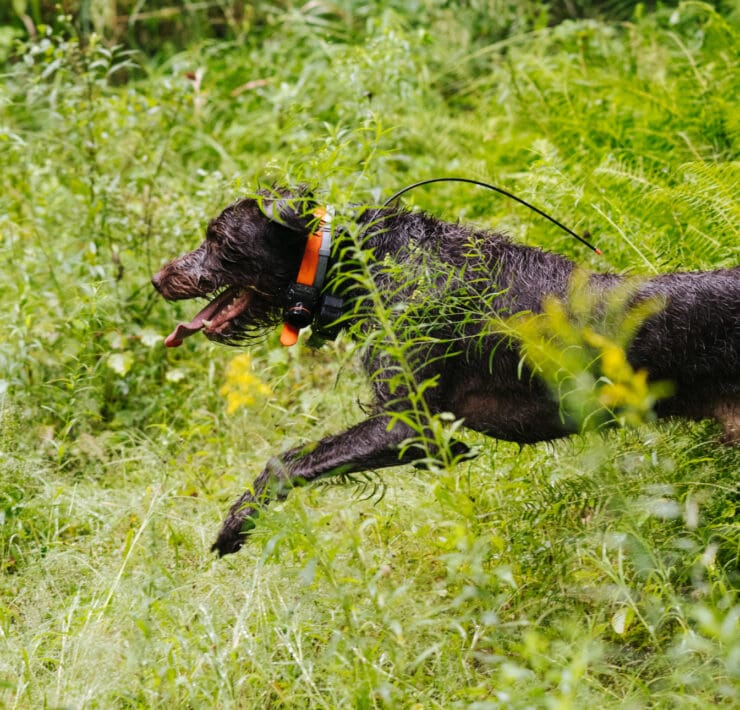 A dog being conditioned through exercise and training.