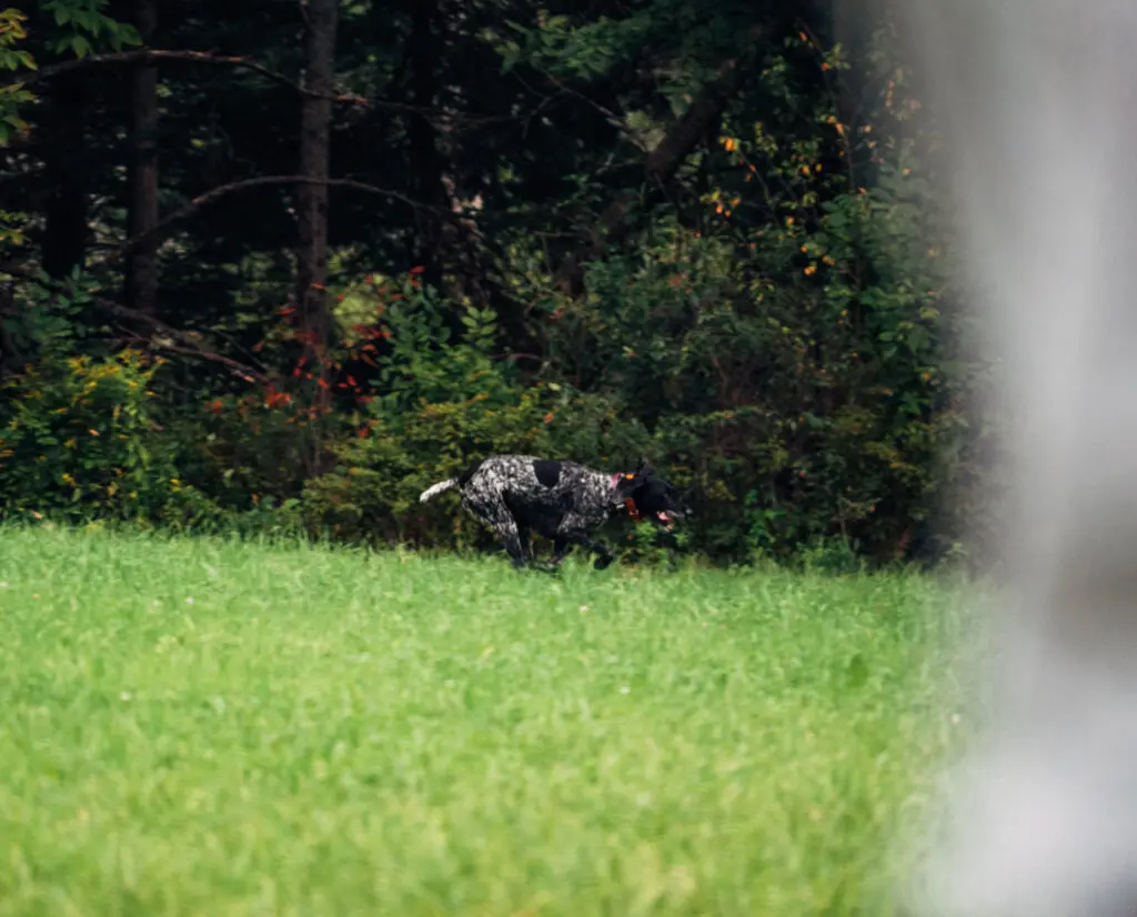 A dog trains in high heat before the season.