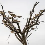 Dove in a tree during their migration