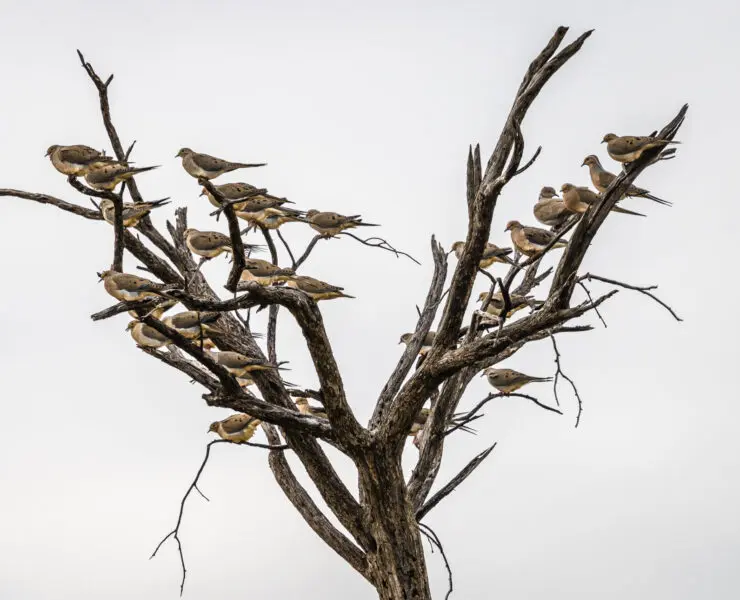 Dove in a tree during their migration