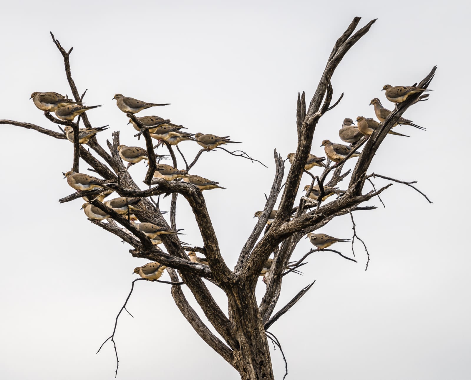 Dove in a tree during their migration