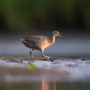 A Clapper Rail running on a shore line.