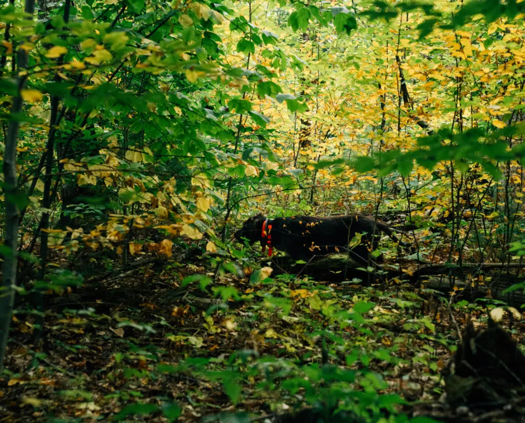 A do pointing ruffed grouse in the woods with no bell on. 