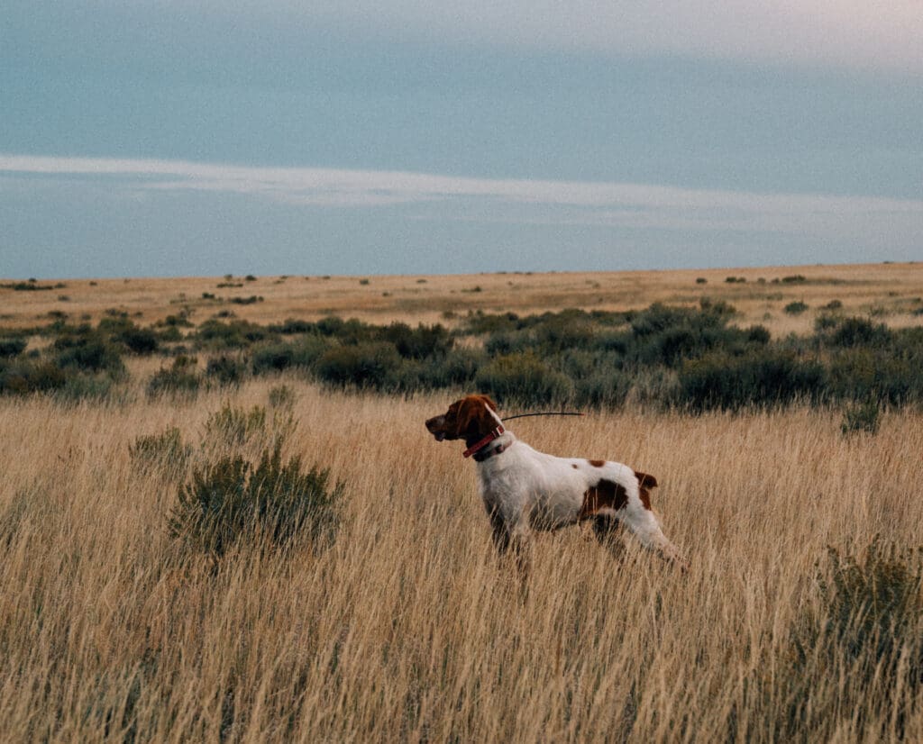 A pointing dog on point in sage grouse country.