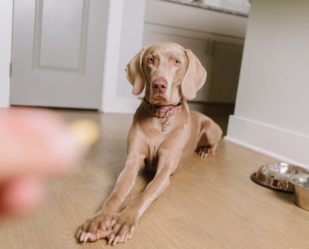 A dog takes an oral tick and flea preventative. 