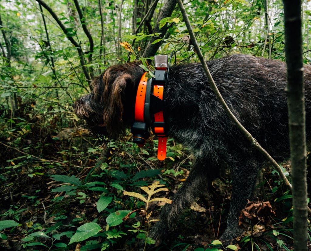 A hunting dog wears a tick collar while hunting birds. 