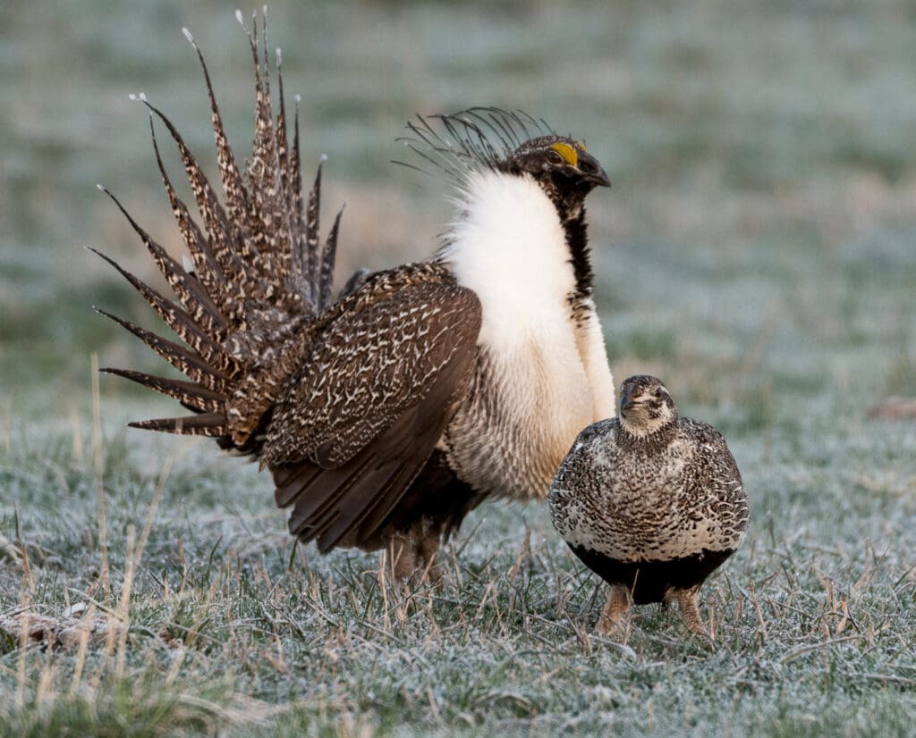 A male and female sage grouse for identification.