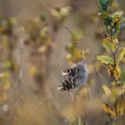 Sharp-tailed grouse feathers with native prairie plants.