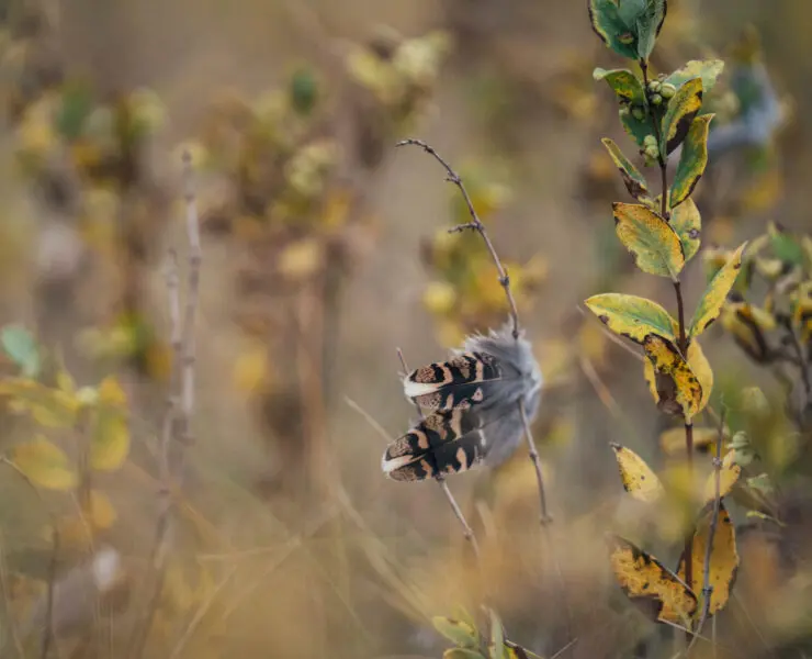 Sharp-tailed grouse feathers with native prairie plants.