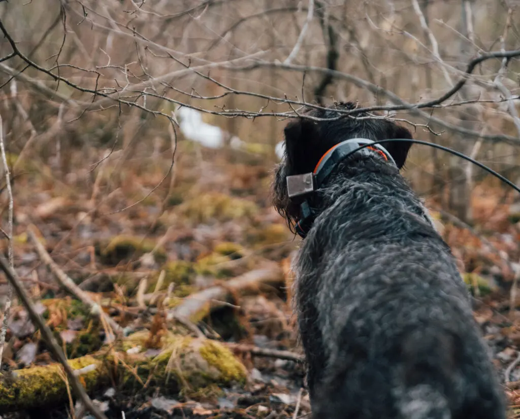 A pointing dog wearing a dog bell while hunting ruffed grouse.