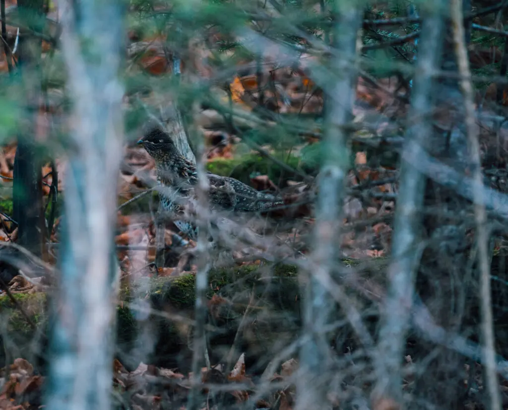 A ruffed grouse evades hunters after hearing bells. 