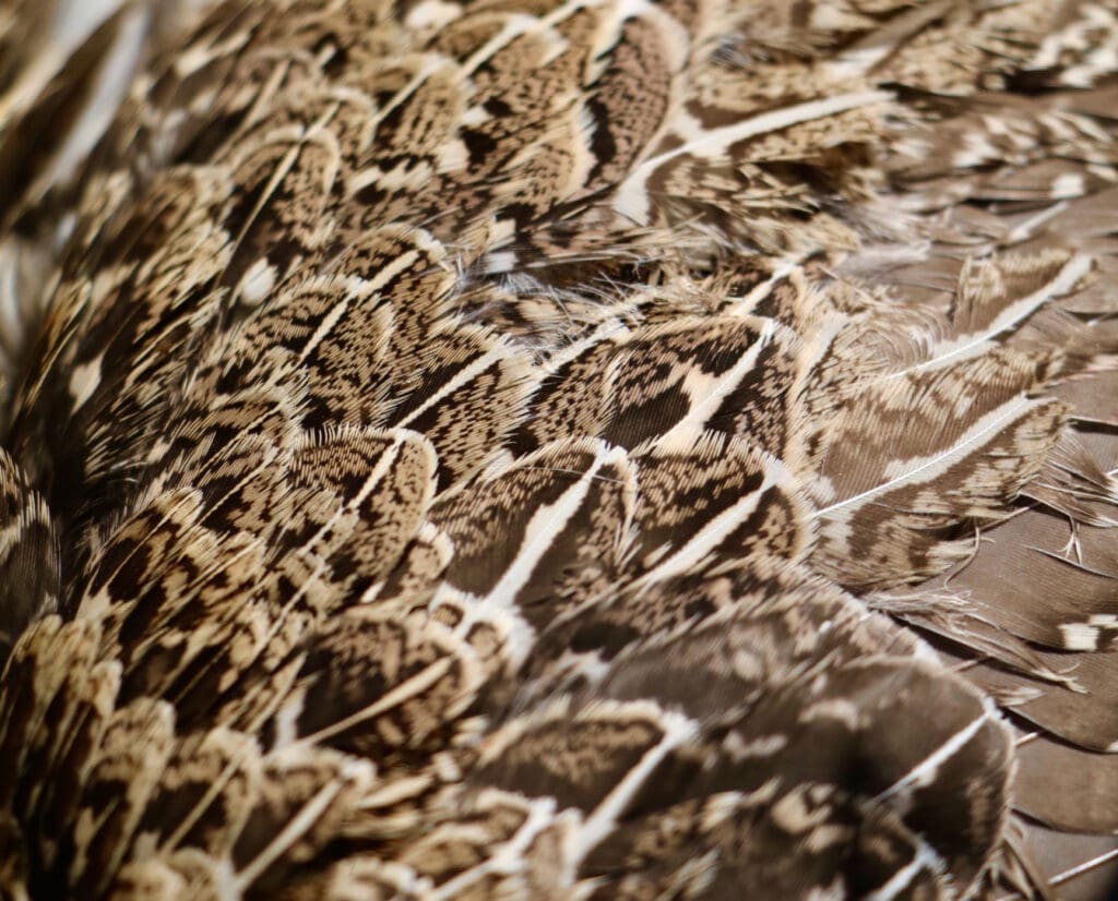 close up fo Sage grouse feathers