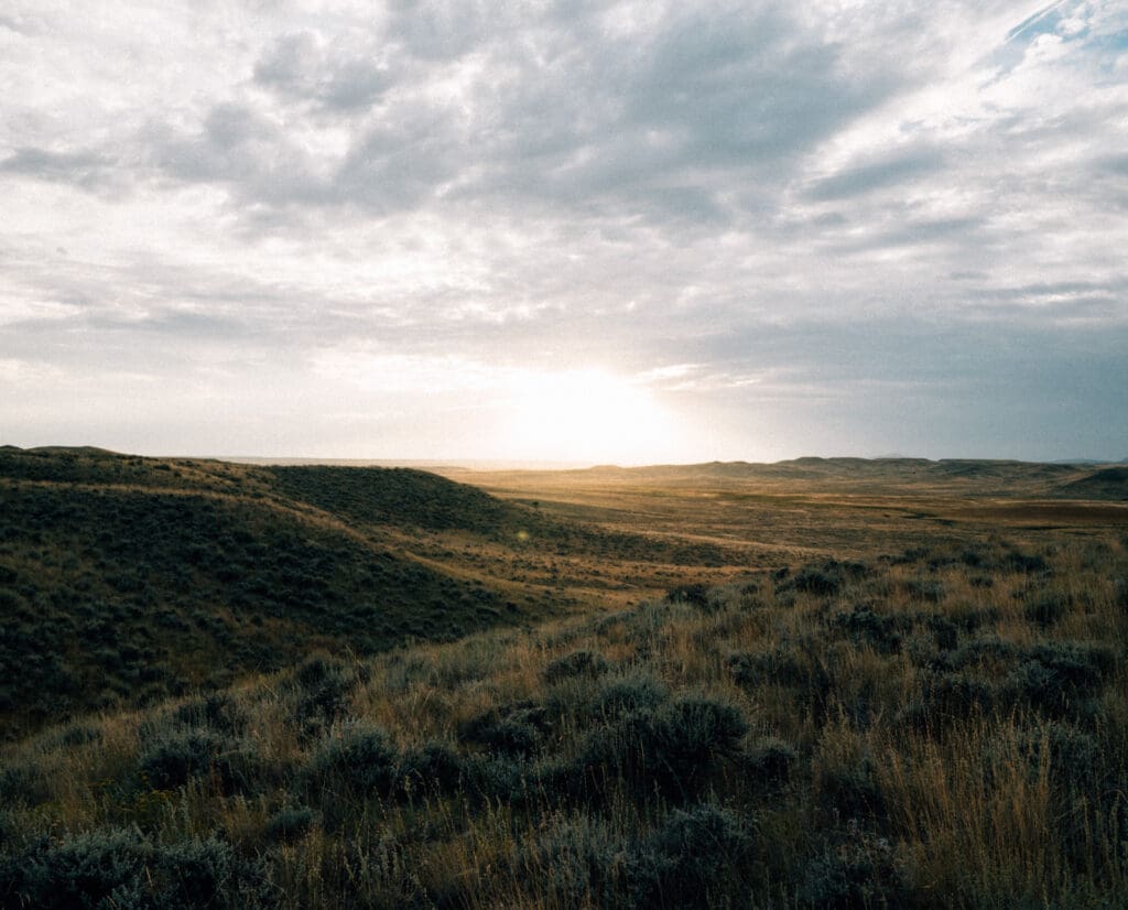 Sage grouse habitat