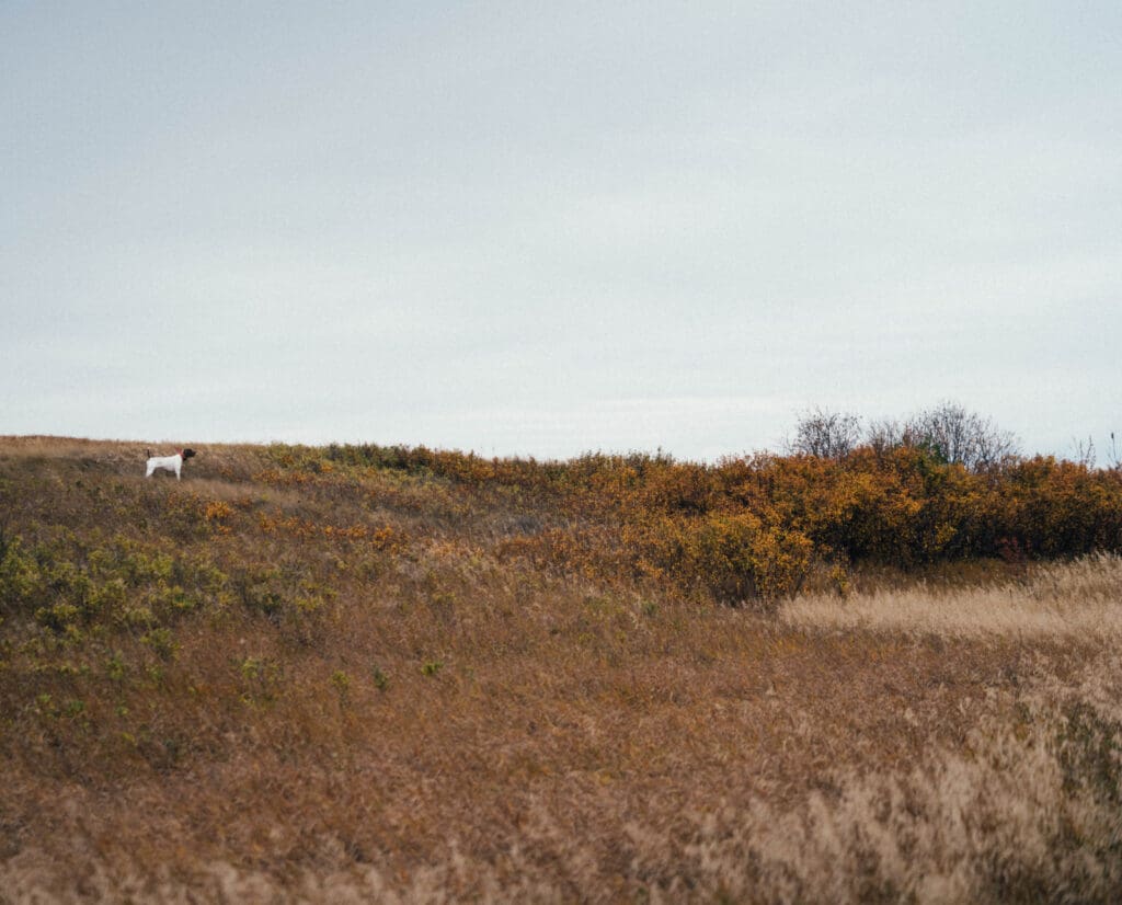 A dog on point in shrubs for sharp-tailed grouse. 