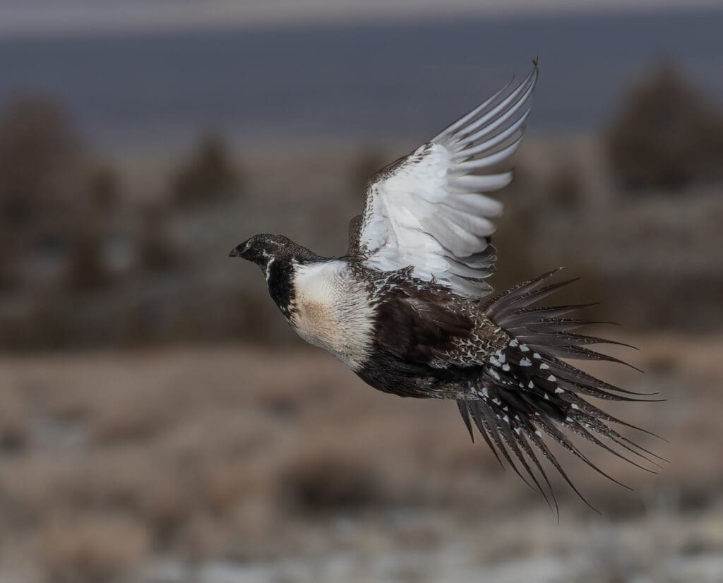 Sage grouse flushing. 