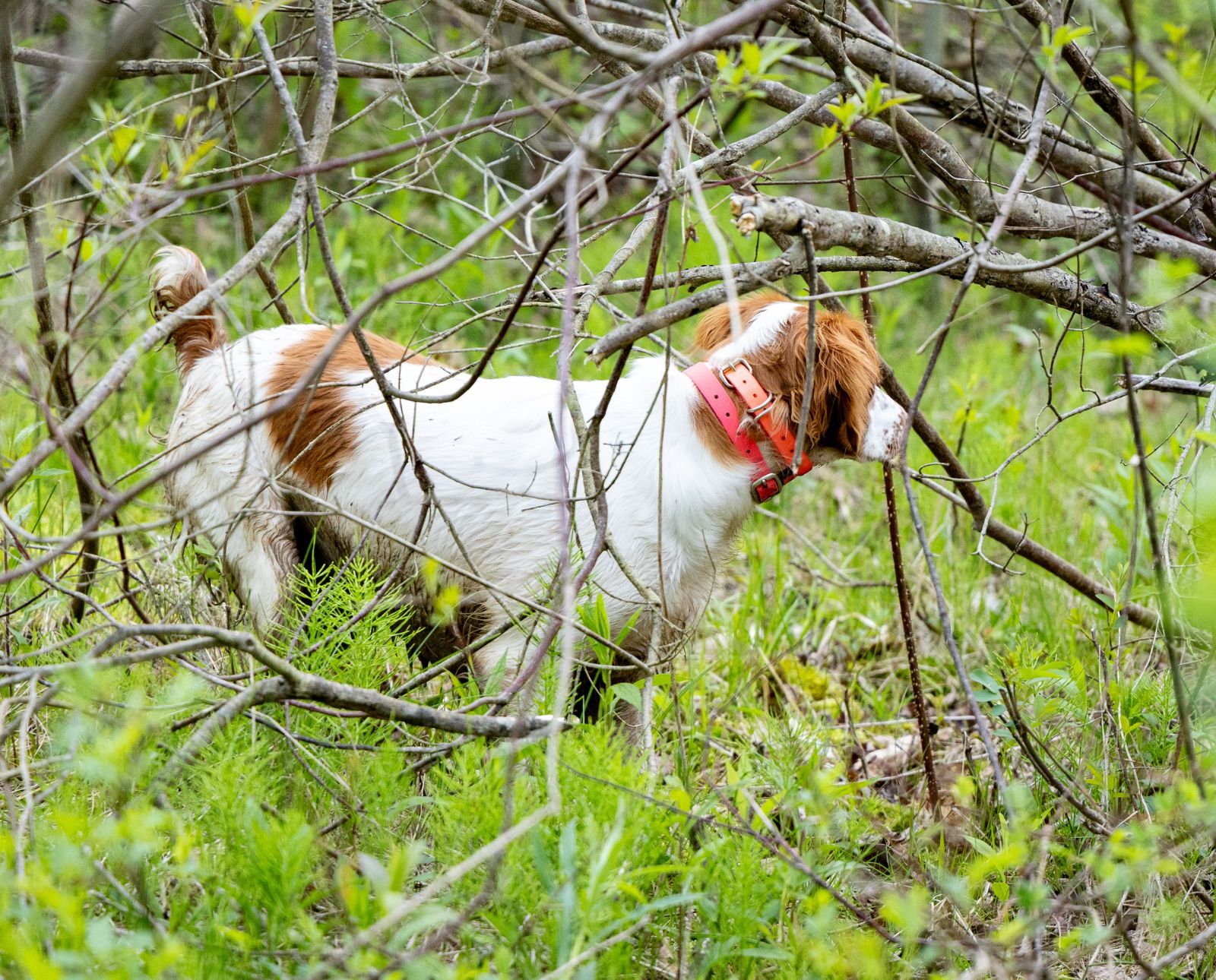 A Brittany trains on spring woodcock when ticks are out in wooded environments.