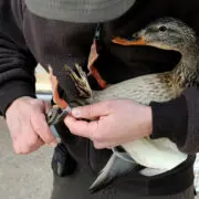 A biologist bands a duck