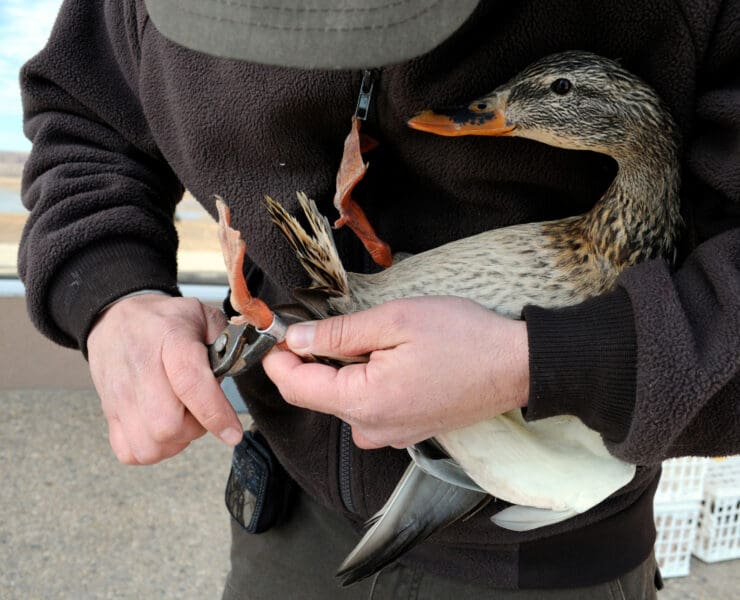 A biologist bands a duck