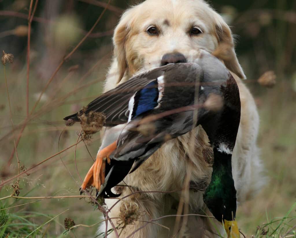 A golden retriever brings a duck back to hand. 