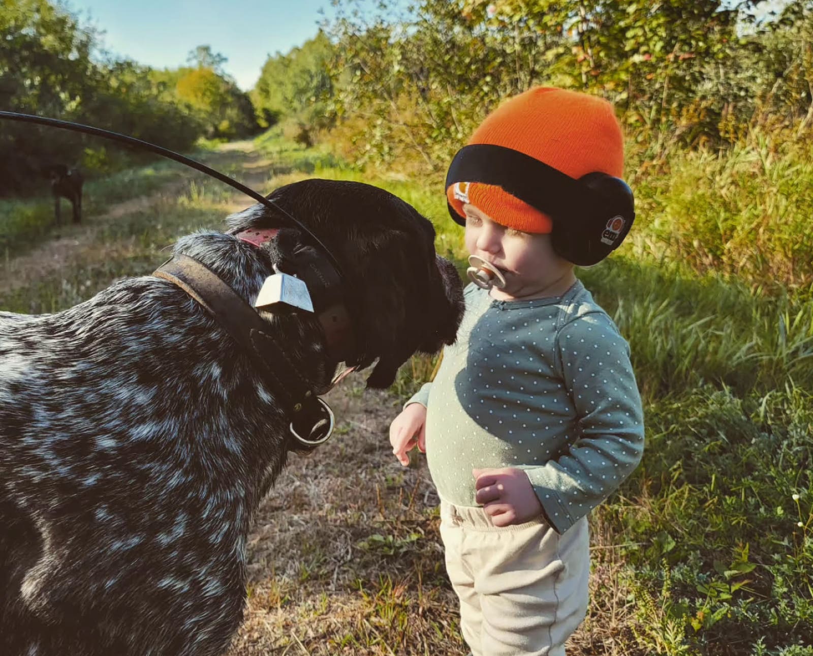 A bird dog with a toddler while out hunting.