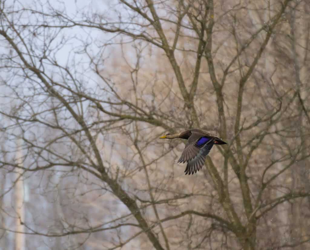 A black duck flying into water.