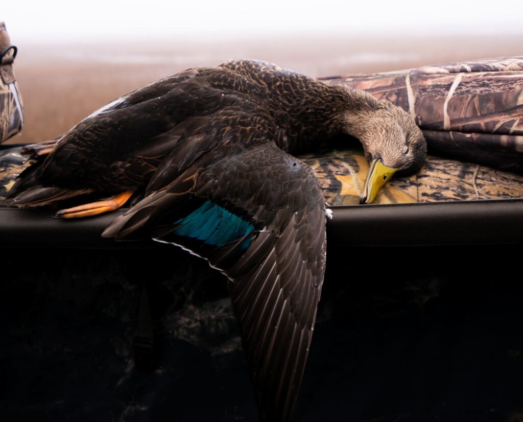 A black duck in a duck blind. 