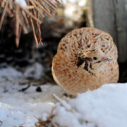 A home raised quail in the snow.