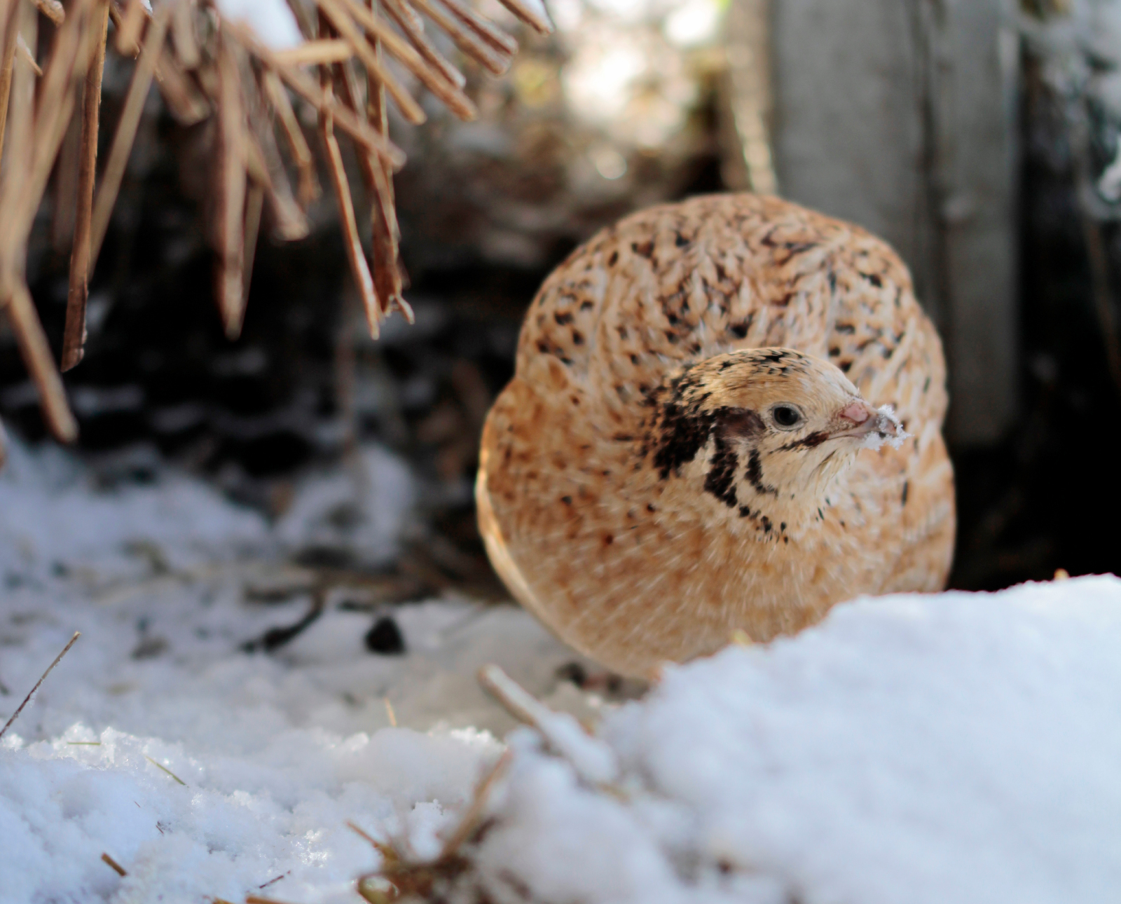 A home raised quail in the snow.