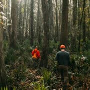 Woodcock hunters walk into a woodcock cover in the Southeast