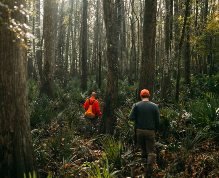 Woodcock hunters walk into a woodcock cover in the Southeast