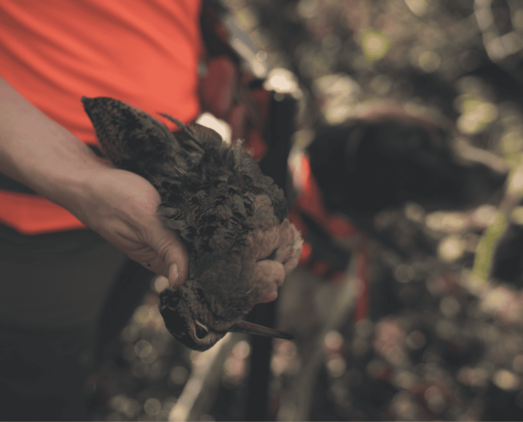 A hunter holding a dead American Woodcock next to a dog.