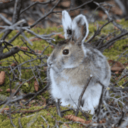 A nearly-white snowshoe hare sits on moss below a bush.