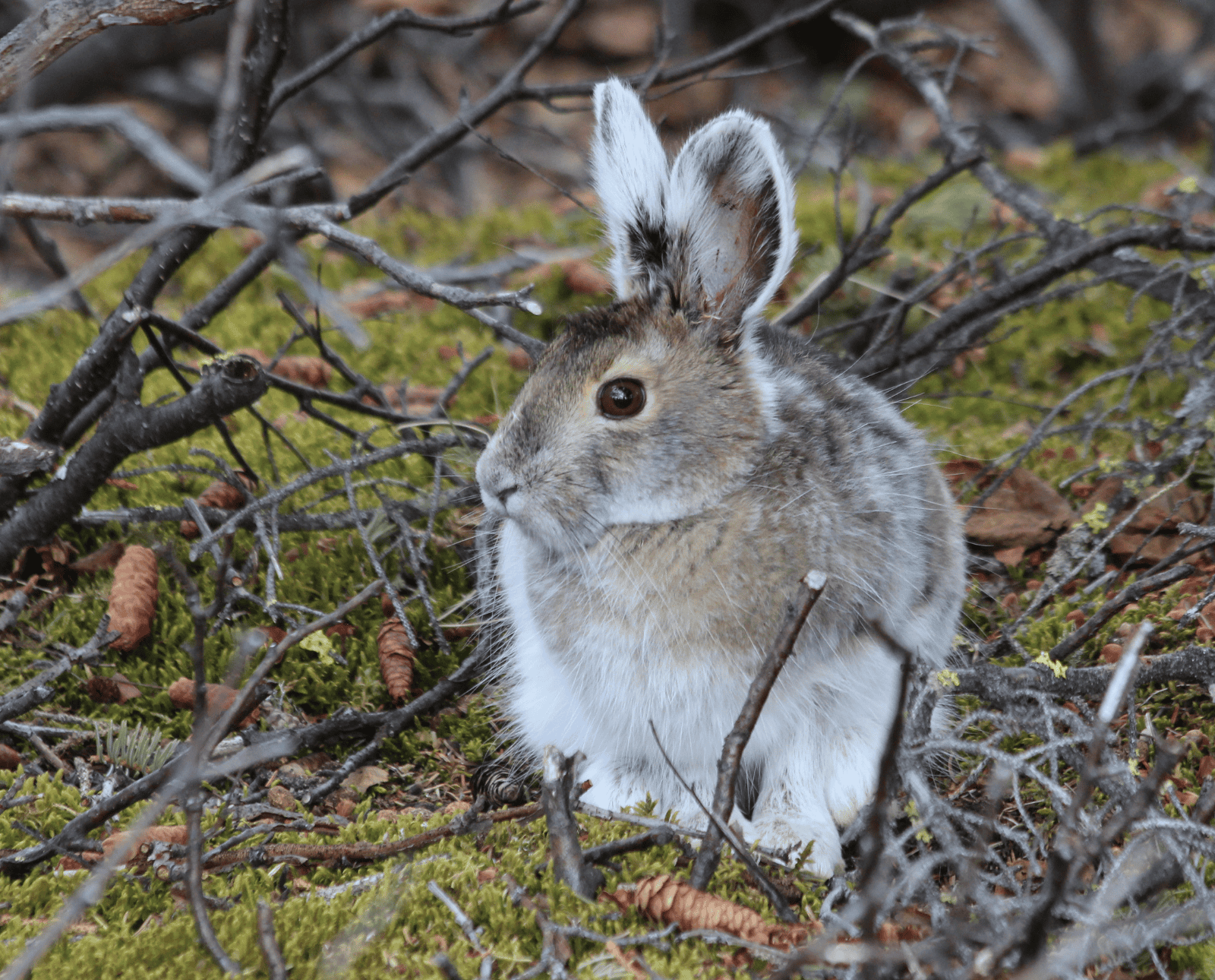 A nearly-white snowshoe hare sits on moss below a bush.