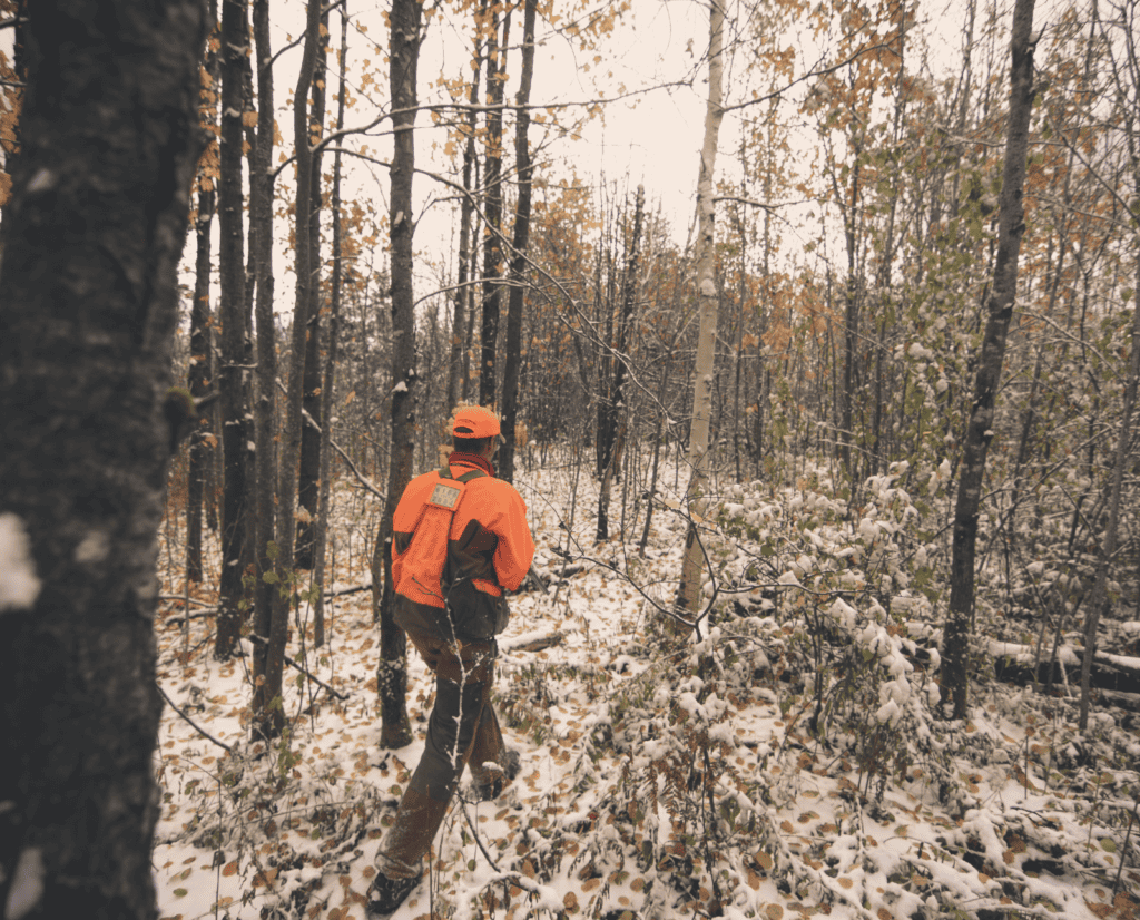 A hunter walks through the woods after a light snow while hunting hare.