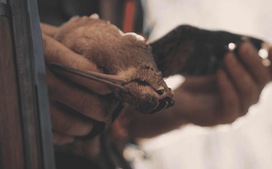 A hunter holding a dead American woodcock.