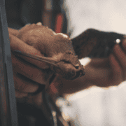 A hunter holding a dead American woodcock.