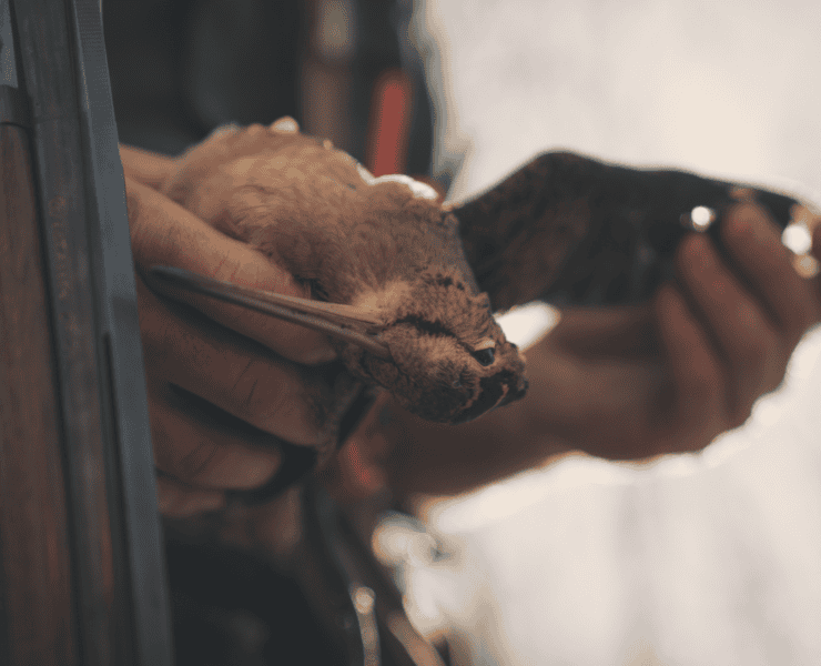 A hunter holding a dead American woodcock.