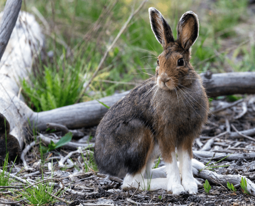 A brown snowshoe hare sits on green grass and twigs.