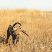 A German Wirehaired Pointer retrieves a pheasant in tall grass.