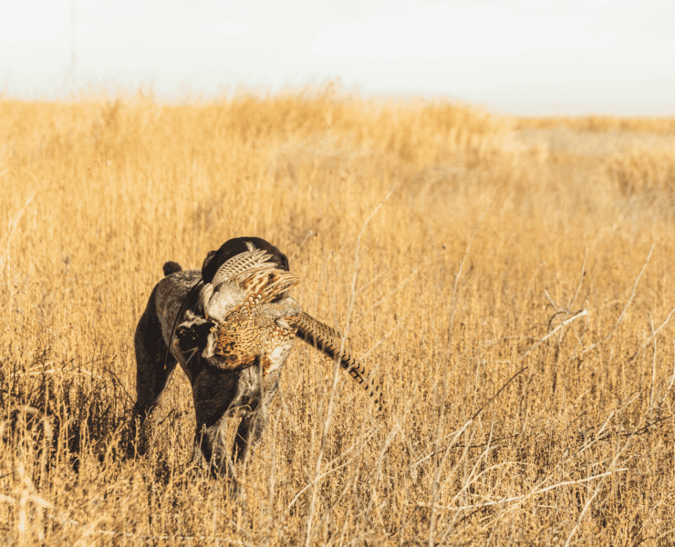 A German Wirehaired Pointer retrieves a pheasant in tall grass.