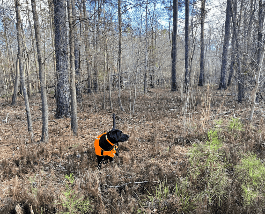 A Black Labrador wearing an orange vest stands in woodcock habitat.