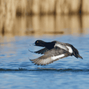 A greater scaup flying above the water.