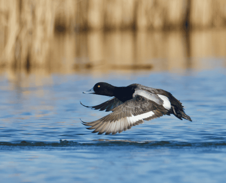 A greater scaup flying above the water.