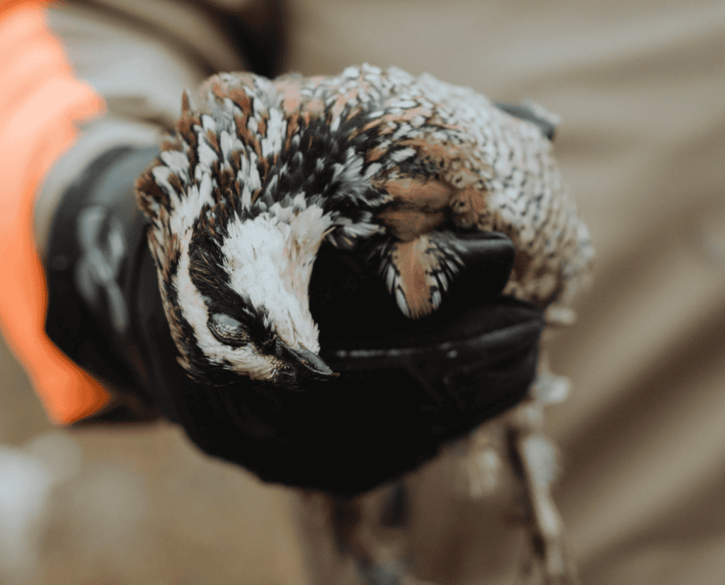 A hunter holds a bobwhite quail.