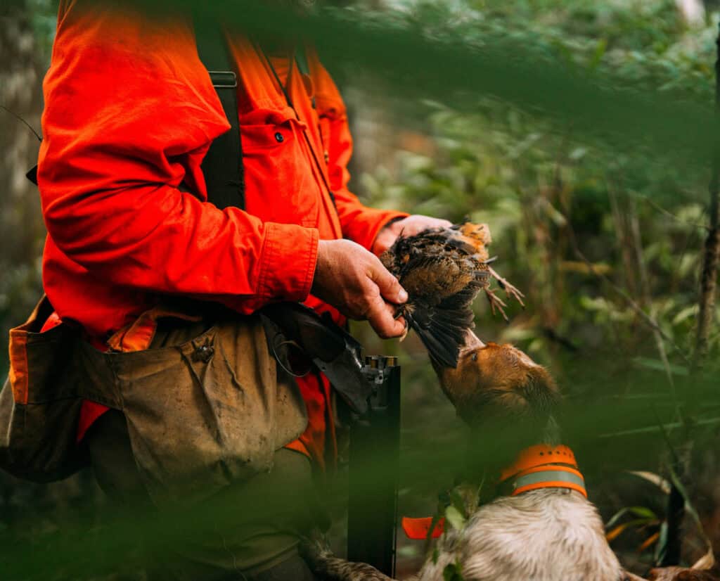 A successful woodcock hunt in the Southeast with a bird dog. 