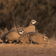 Three bobwhite quail hide in a small brown shrub.